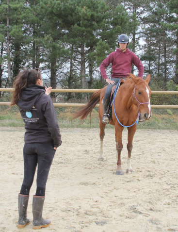 Education et jeunes chevaux